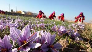 ساخت نخستین پالایشگاه زعفران در خراسان رضوی